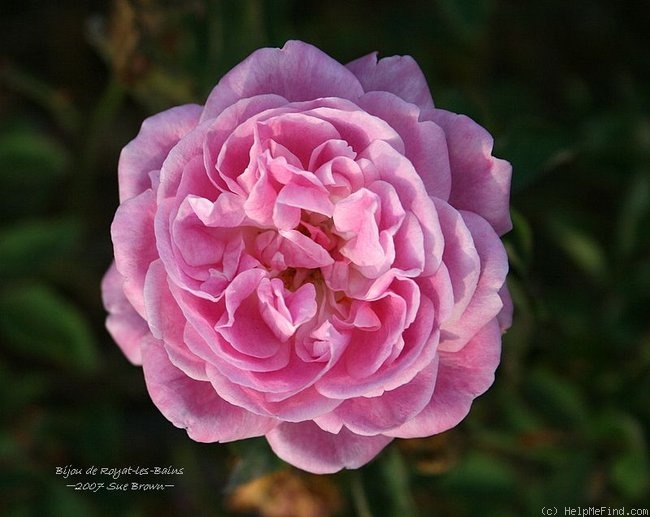 'Bijou de Royat-les-Bains' rose photo