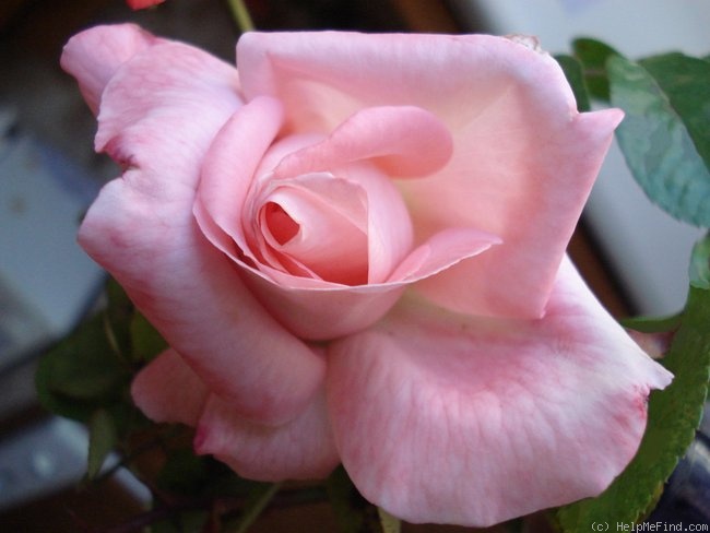 'Paul Shirville' rose photo