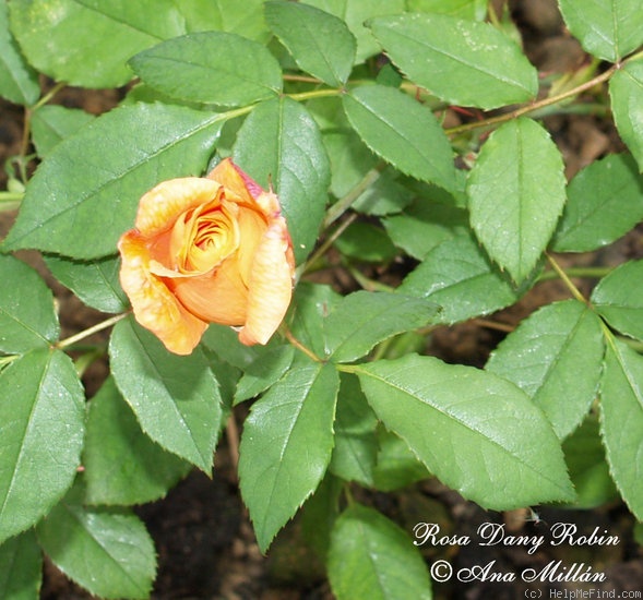 'Dany Robin' rose photo