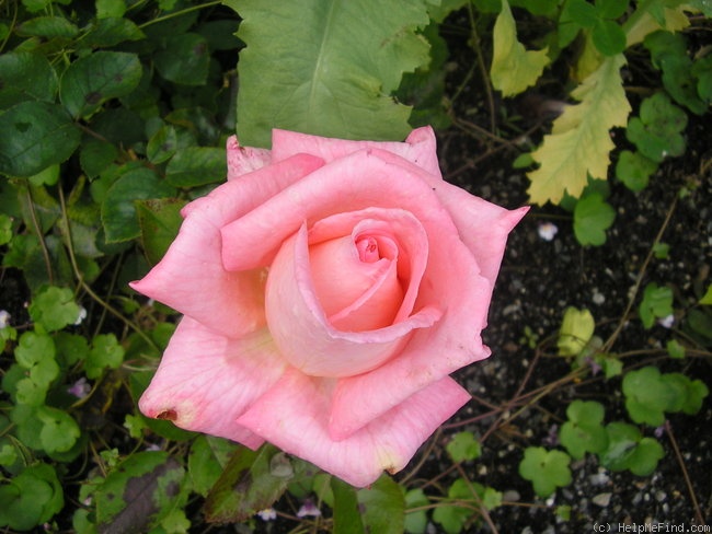 'Conrad Ferdinand Meyer' rose photo