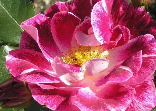 'Cherries 'n' Cream™ (shrub, Zary 2005)' rose photo