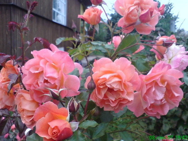 'Westerland (Shrub, Kordes, 1969)' rose photo