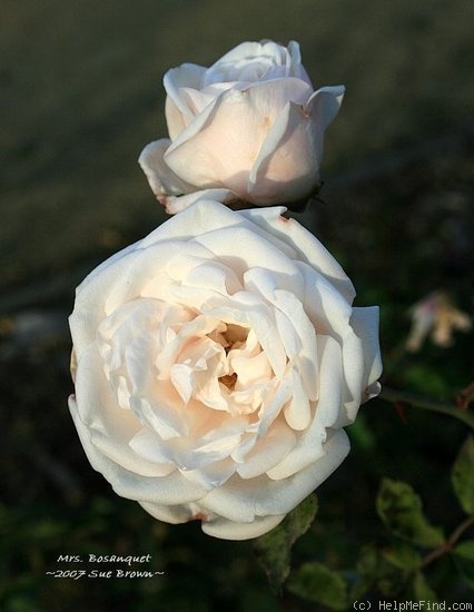 'Mrs. Bosanquet' rose photo