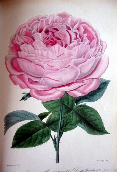 'Marguerite Dombrain' rose photo