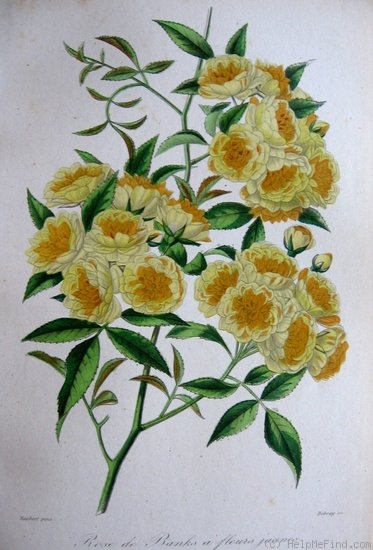 'Rosier de Banks à fleurs jaunes' rose photo