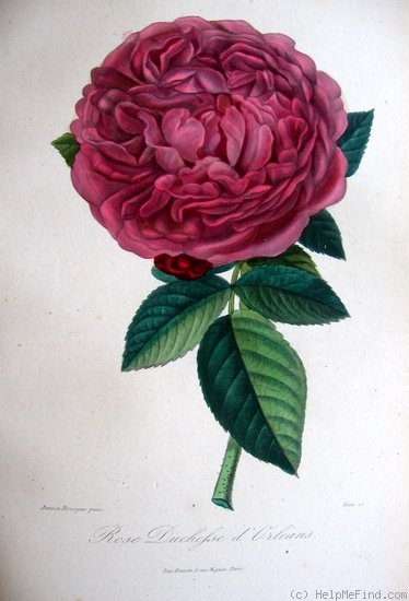 'Duchesse d'Orléans (hybrid perpetual, Quétier, 1851)' rose photo