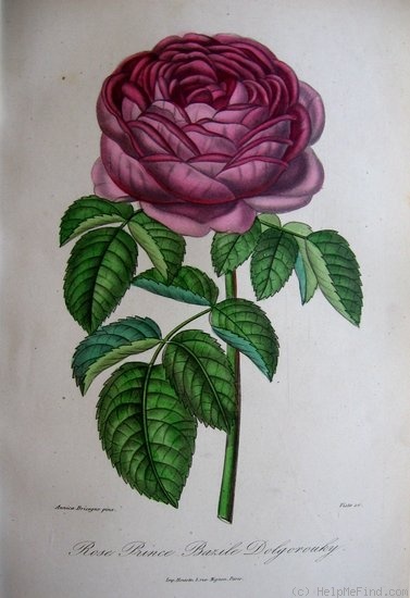 'Prince Bazile Dolgorouky' rose photo