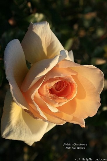 'Peachy (hybrid tea, McGredy 1978)' rose photo