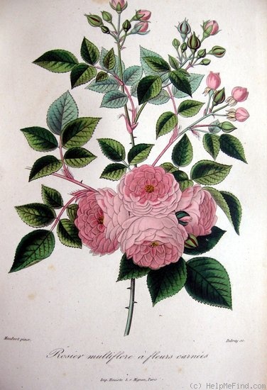 'Rosier Multiflore à fleurs carnées' rose photo