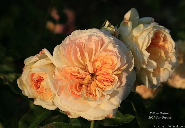 'Yellow Button ®' rose photo