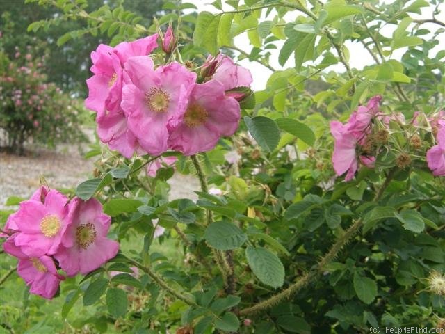 'R. forrestiana' rose photo