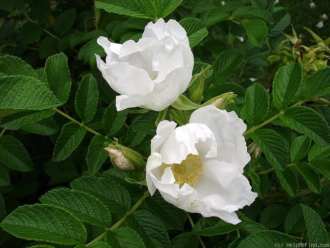 'R. rugosa alba' rose photo