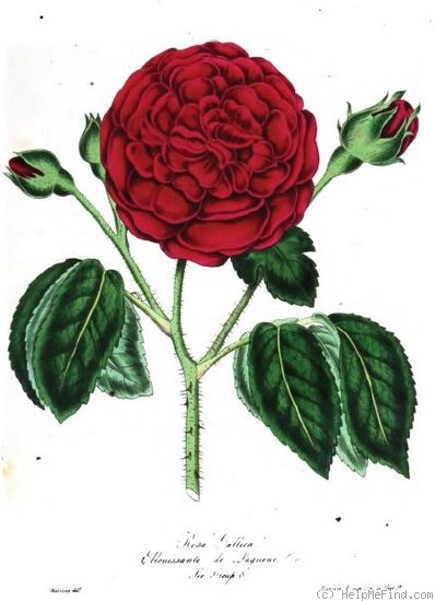 'Eblouissante de Laqueue' rose photo