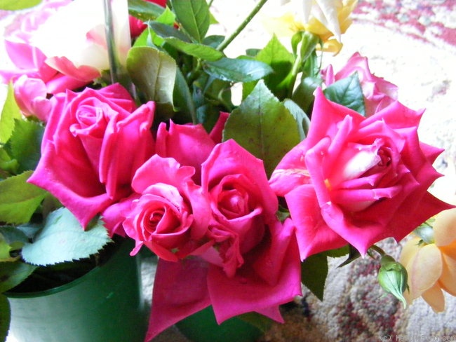 'Nine-Eleven' rose photo