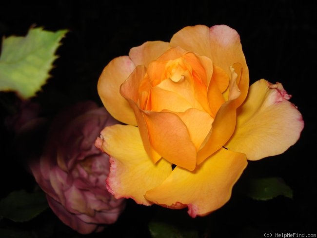 'Jean Pierre Coffe' rose photo