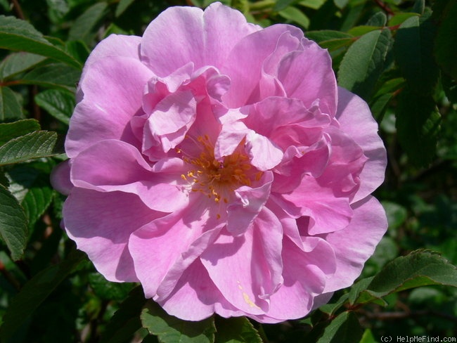 'Thérèse Bugnet (Rugosa, Bugnet, 1941)' rose, click to enlarge 'Thérèse Bugnet (Rugosa, Bugnet, 1941)' rose photo