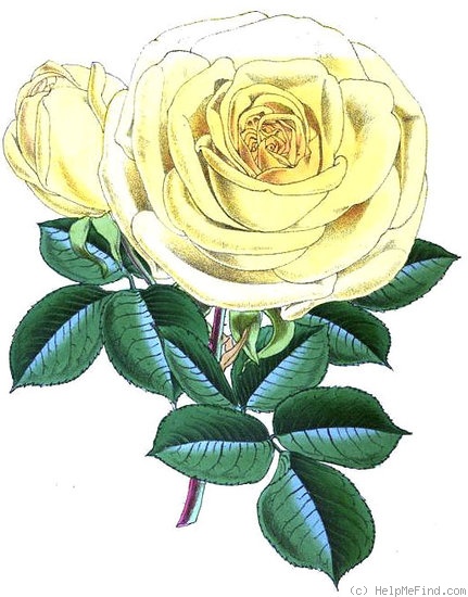 'Madame Ducher (tea, Ducher, 1869)' rose photo