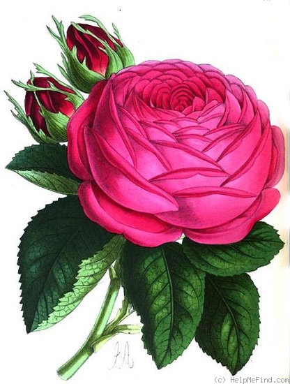 'Edouard Morren' rose photo