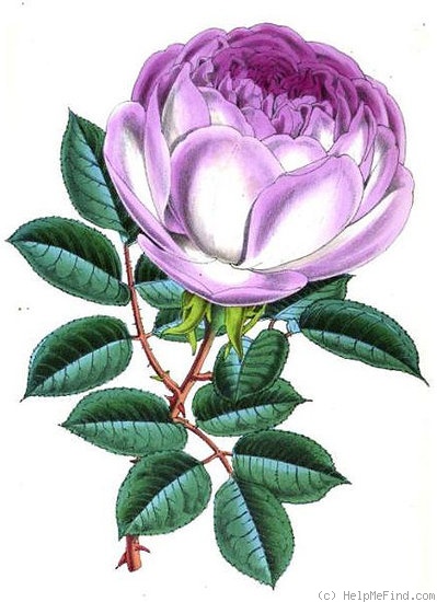 'Unique (tea, Guillot, 1869)' rose photo
