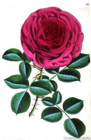'Marquise de Castellane' rose photo