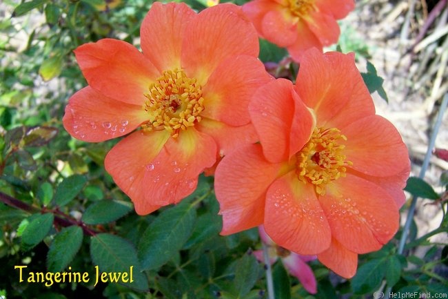 'Tangerine Jewel ™' rose photo