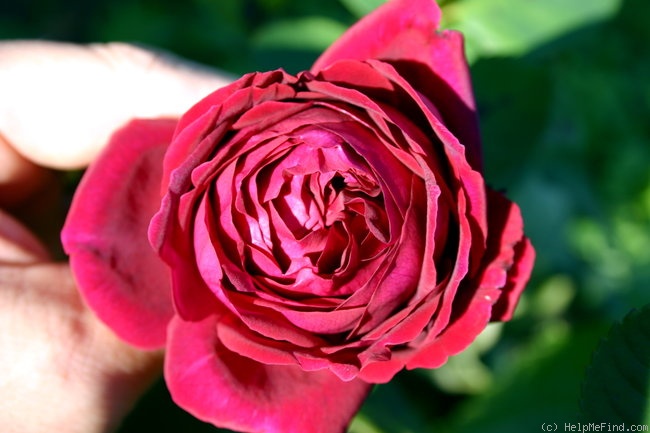 'Alfred Colomb (Hybrid Perpetual, Lacharme, 1865)' rose, click to enlarge 'Alfred Colomb (Hybrid Perpetual, Lacharme, 1865)' rose photo