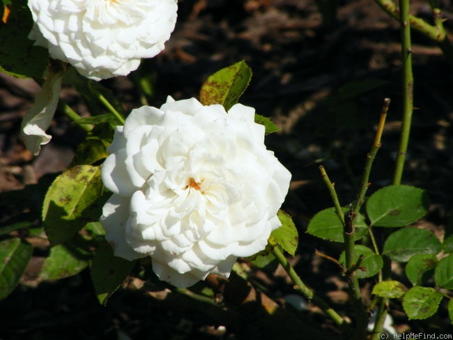 'Pure Perfume ™' rose photo