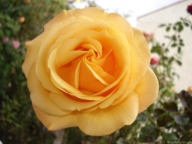 'Amber Flush' rose photo