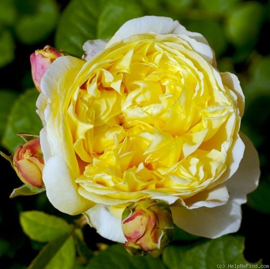 'Charles Darwin ® (shrub, Austin 1991/2001)' rose photo