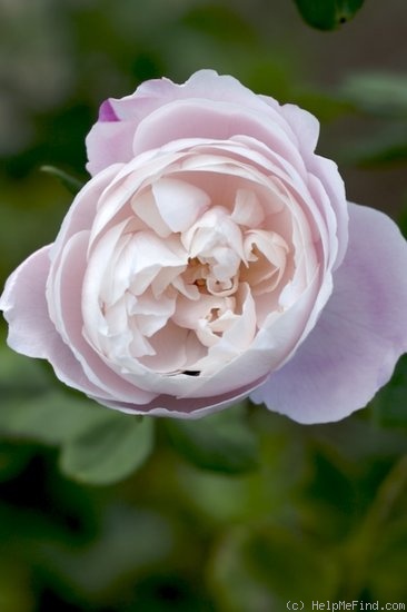 'Madame Pierre Oger (Bourbon, Oger, 1878)' rose photo