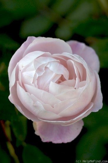 'Madame Pierre Oger (Bourbon, Oger, 1878)' rose photo