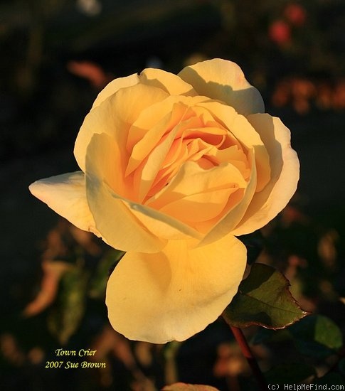 'Town Crier' rose photo