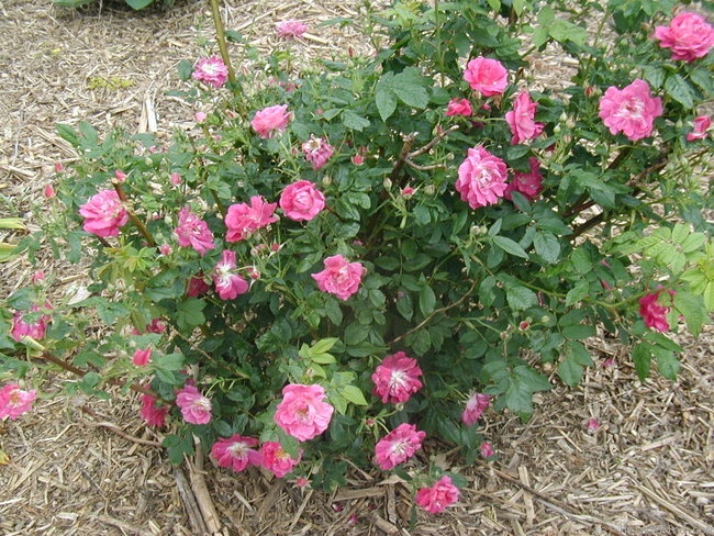 'Zitkala' rose photo