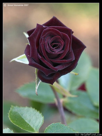 'Black Jade ' Rose Photo