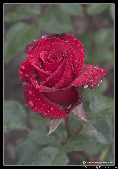 'Kardinal 85 ™ (hybrid tea, Kordes 1985)' rose photo