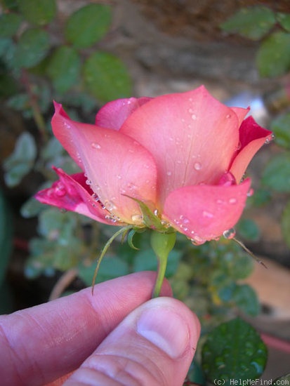 'Emina ™' rose photo