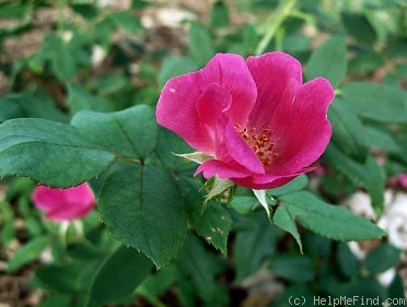 'Pink Knock Out ® (shrub, Conard-Pyle 2001)' rose photo