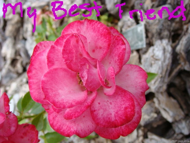 'My Best Friend' rose photo