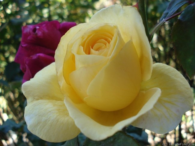 'Global Beauty' rose photo