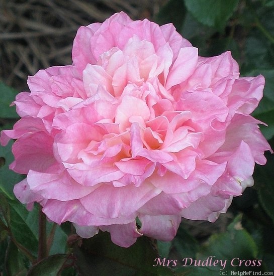 'Mrs. Dudley Cross (Tea, Paul, 1907)' rose photo