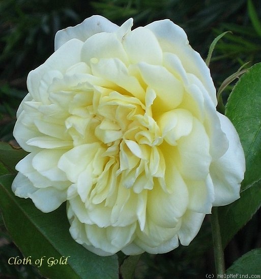 'Cloth of Gold' rose photo