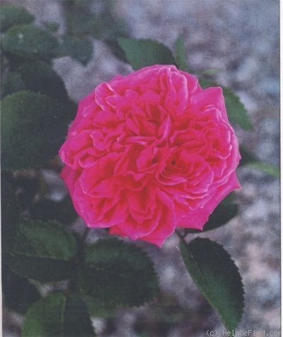 'Vicomtesse de Vezins' rose photo