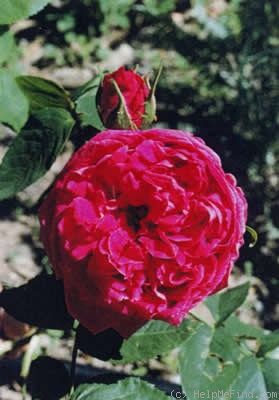 'Mademoiselle Élise Chabrier' rose photo