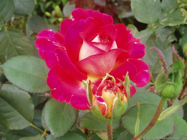 'Fiona's Wish' rose, click to enlarge 'Fiona's Wish' rose photo