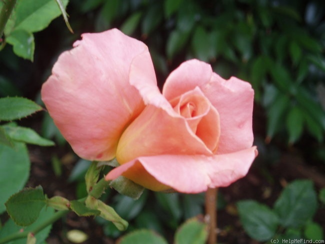 'Peach Melba (hybrid tea, Kordes, 1978)' rose photo