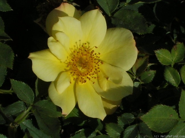 'Yellow Jewel' rose photo