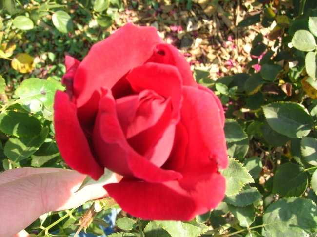 'Pioneer' rose photo
