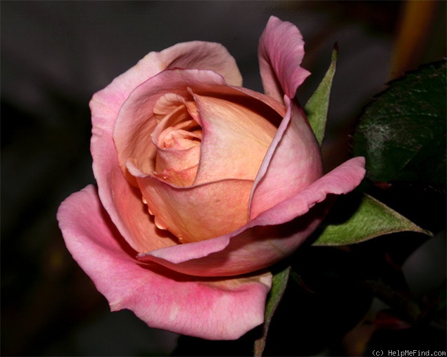 'Fancy That' rose photo