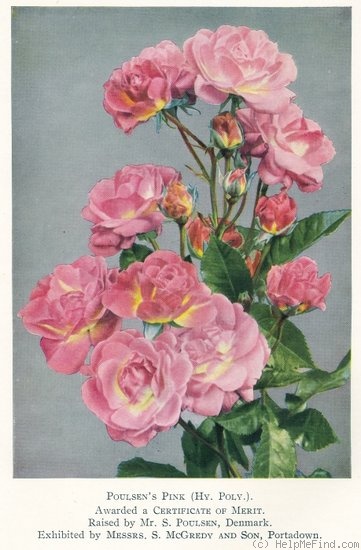 'Poulsen's Pink' rose photo