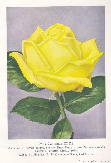 'Dame Catherine (hybrid tea, Cant, 1933)' rose photo